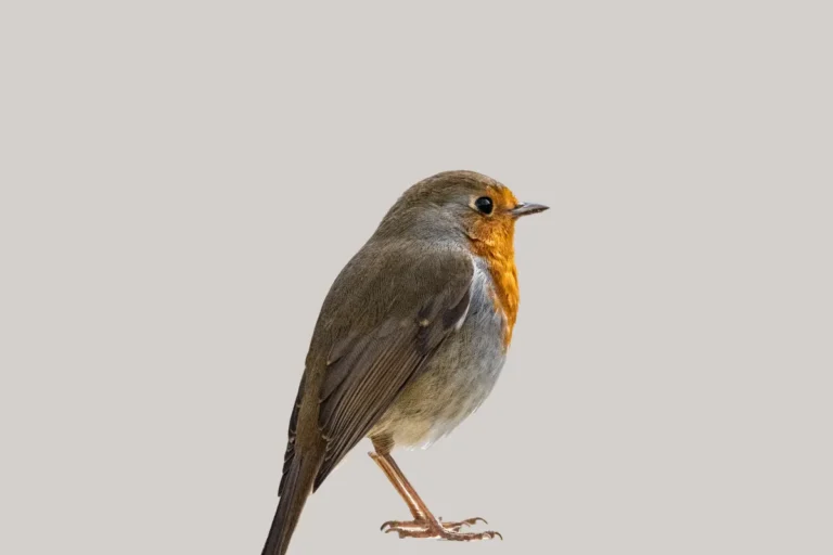 BirdNET-Go Bird Identification Powers a Living E-Paper Field Guide BirdNET-Go bird identification