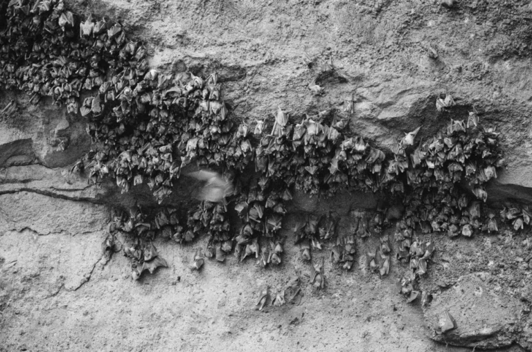 horseshoe bat echolocation frequency